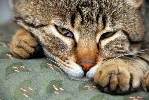 Grey domestic cat, sleeping, waking up, close-up