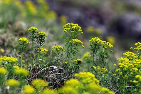 Cypress spurge, Euphorbia cyparissias, cypress spurge