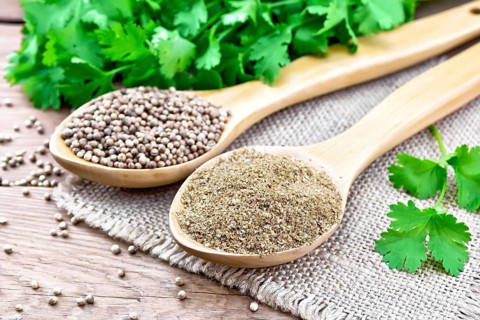 Coriander seeds and ground in two spoons on burlap, green fresh cilantro on a wooden board