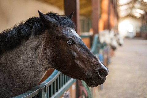A pony's head with blue eye in the loosebox in the stable