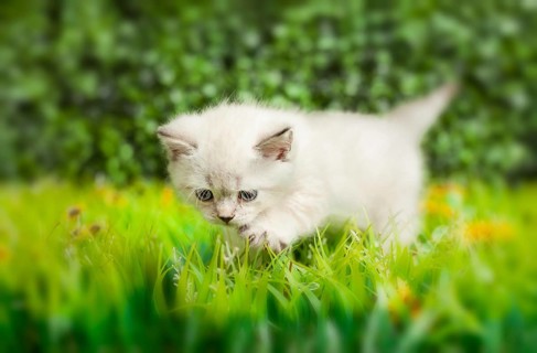 British Shorthair kitten with blue eyes runs on the green grass