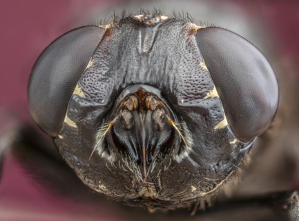 Botfly (Cuterebra austeni)