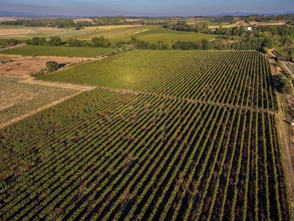 Vineyard near to Carcasona, Aude, Languedoc-Rosellón region. French Republic