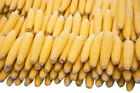 Isolated swings of corn on a white background. Ecological food concept