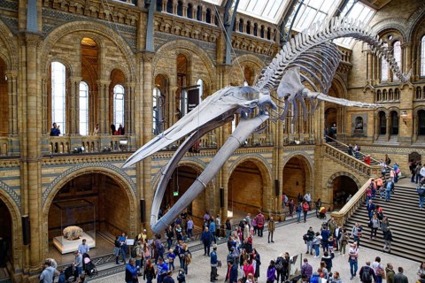 The interior of Natural History Museum with whale skeleton, London, United Kingdom, Europe