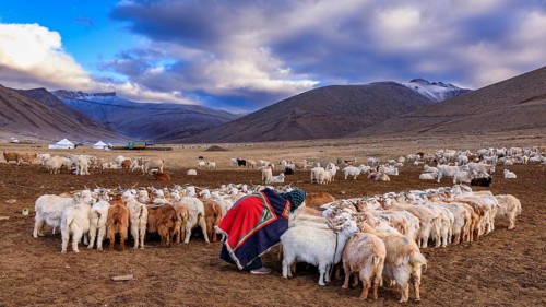 The Changthangi or Changpa goats with a herder, Ladakh, India, Asia