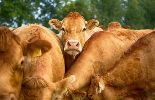 Cows on a pasture in Schleswig Holstein