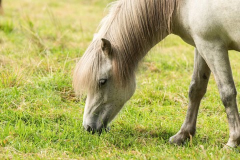 Grazing island horse