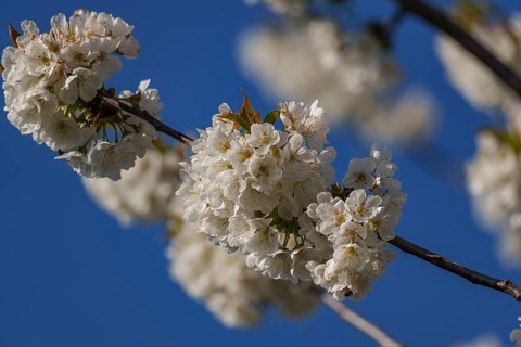 White cherry blossoms with vivid contrast to the deep blue background, Borken, Münsterland,