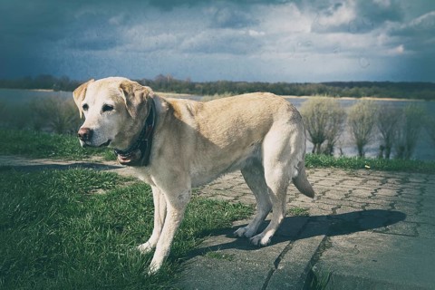 Blond Labrador on a dyke in the old country near Hamburg, 2016