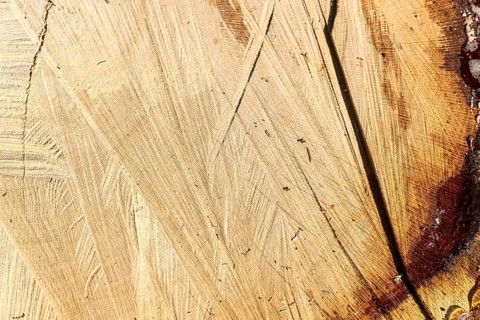 Wood texture cut tree trunk background
