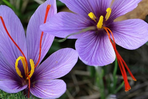 Saffron flowers