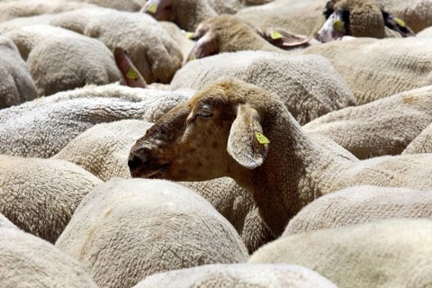 Flock of sheep