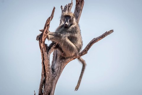 Chacma baboon sitting on a tree in the Kruger National Park, South Africa, Africa