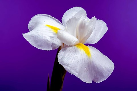 Close-up of a white Hollandica Alaska iris flower with yellow accents, covered in water droplets,