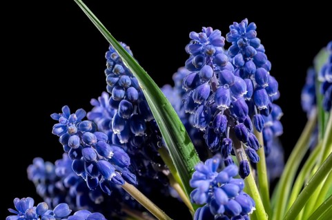 Beautiful blooming grape hyacinth Muscari Alida flower isolated on a black background. Flower head