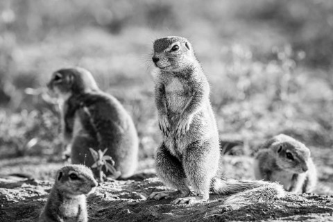 Ground squirrels in the sand in black and white in the Kgalagadi Transfrontier Park, South Africa,