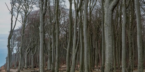 Trees in the ghostly forest on the cliffs facing the Baltic Sea, Nienhagen, Mecklenburg-Vorpommern,