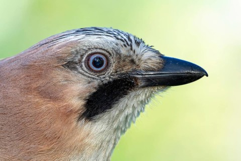 Eurasian jay (Garrulus glandarius) portrait, side view of the head, Rhine floodplain, Upper Rhine,