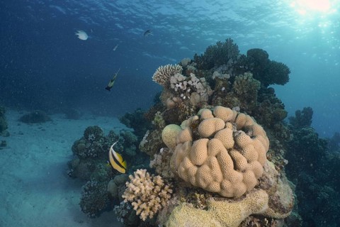 Edwards star coral (Goniastrea edwardsi)