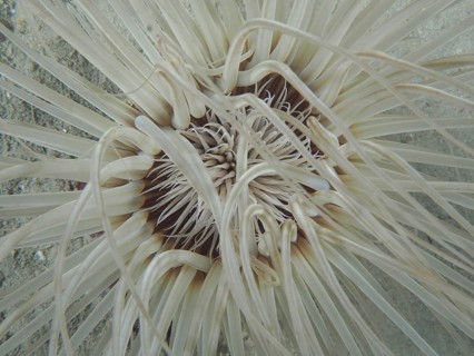Cylinder rose (Cerianthus sp)
