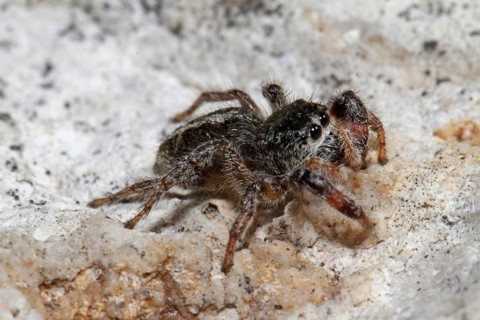 Cross spider (Pellenes tripunctatus)