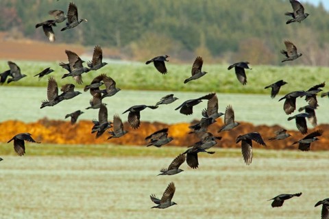 Jackdaw (Coloeus monedula)