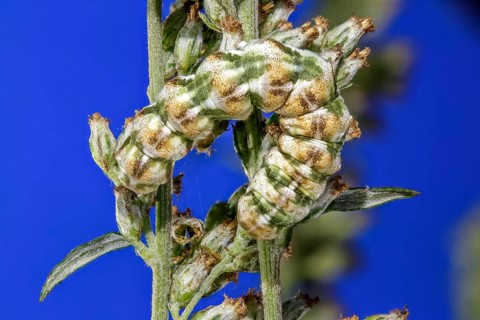 Mugwort monk - caterpillar with super tan colour (Cucullia absinthii)