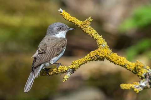 Rattling warbler - sitting on a branch (Sylvia curruca)