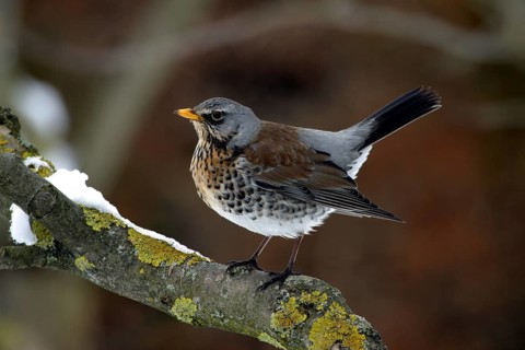 Juniper thrush (Turdus pilaris)