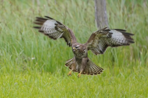 Common buzzard (Buteo buteo)