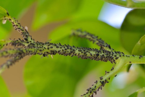 Aphids (Aphidoidea)