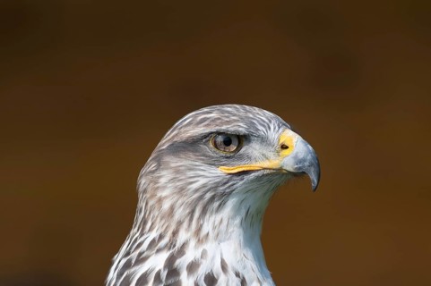 Royal Rough-legged Buzzard (Buteo regalis)