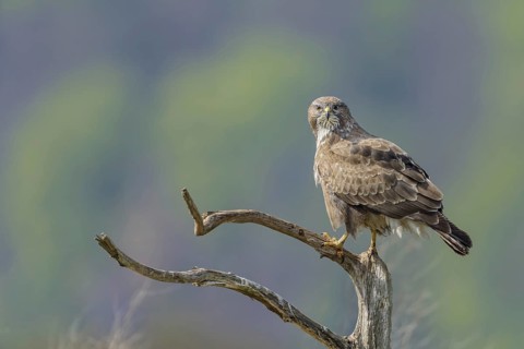 Common buzzard (Buteo buteo)