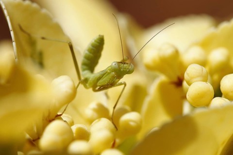 European mantis (Mantis religiosa)