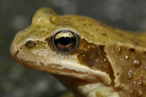 Grass frog (Rana temporaria)