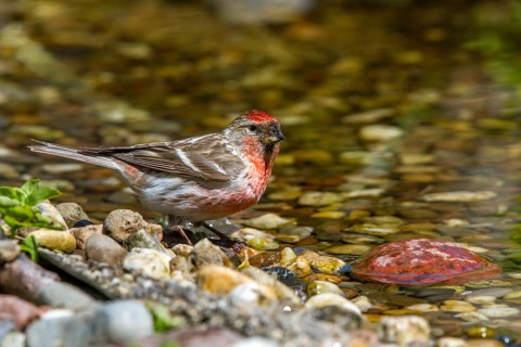 Redpoll - male drinking (Carduelis flammea)