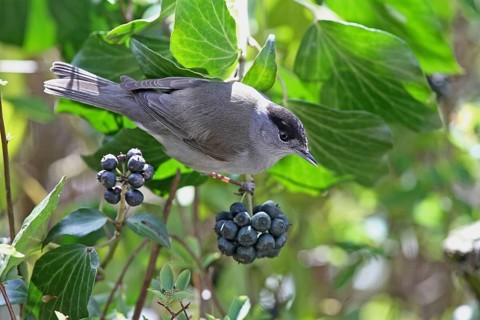 Blackcap (Sylvia atricapilla)