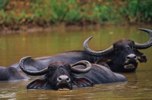Water buffalo (Bubalus arnee)