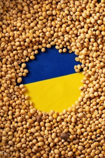 Burlap sack with soybeans and Ukrainian flag concept