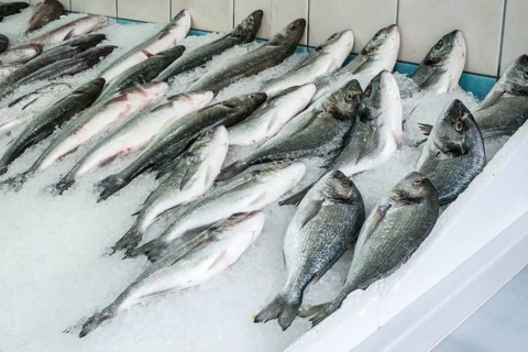 Raw sea bream and bass fish on ice in a fishing shop