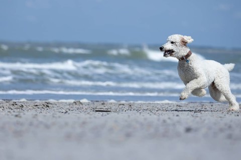 A white dog, King Poodle, runs joyfully along the beach, the waves rolling in the background,
