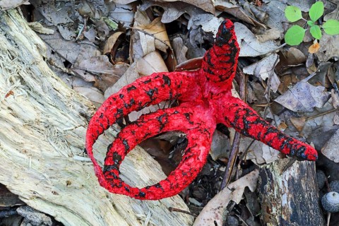 Cuttlefish mushroom, Clathrus archeri
