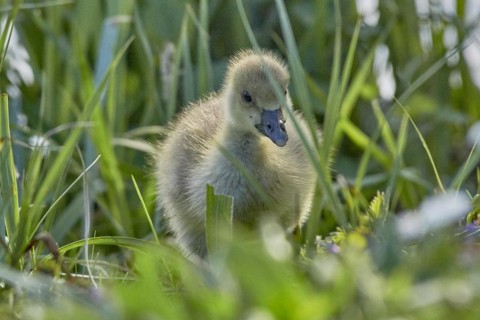 A fluffy grey goose chick (Anser anser) stands in the green grass, Mühlenteich, Wismar,