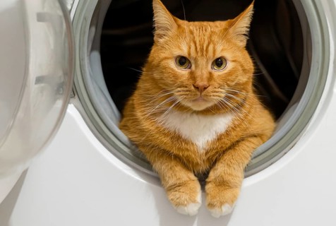 Beautiful domestic red cat. Red cat in a washing machine. The cat is clean healthy groomed
