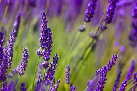 Flowers of lavender