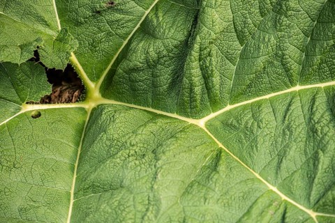 Leaves of Brazilian giant-rhubarb, gunnera manicata