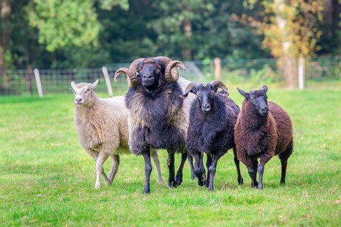 Group of four sheep walking together in meadow