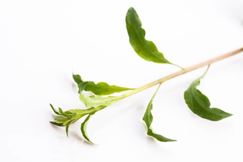 Goji leaf isolated on white background