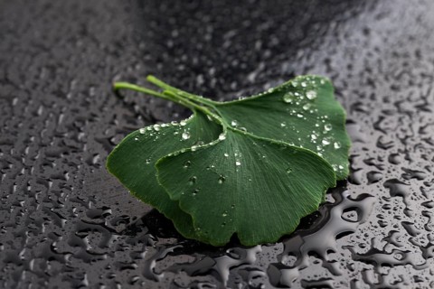 Ginkgo biloba leaves